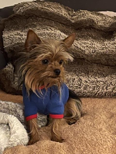 Yorkshire Terrier Stud 30856