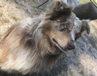 Kara Grotheim - Australian Shepherd Dog Stud