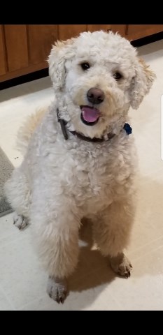 MiniGoldendoodle Parker