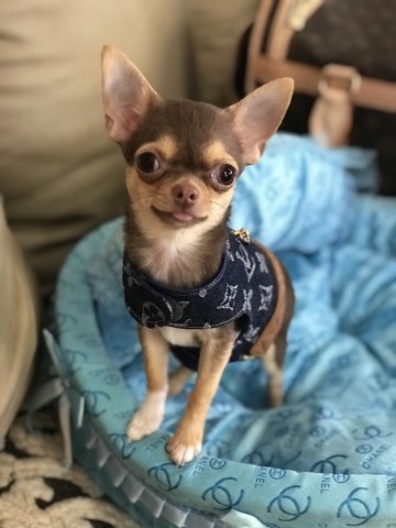 Las Vegas Tiny chihuahua