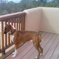 Scarlett Burfeind - Boxer Stud