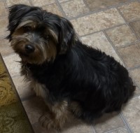 Delicia - Yorkshire Terrier Stud