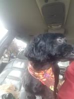 Denise - Shih Poo Stud