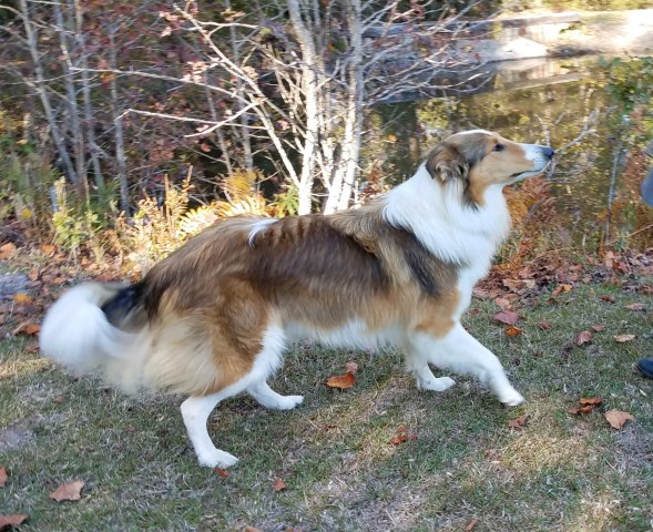 Holbrook Old Style Collies