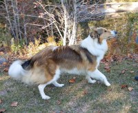 Holbrook Old Style Collies Collie breeder
