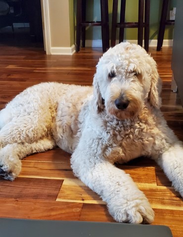 Goldendoodle Stud 28140