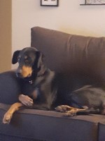 Maria - Doberman Pinscher Stud