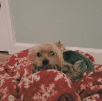 Ashlyn Edenfield - Yorkshire Terrier Stud