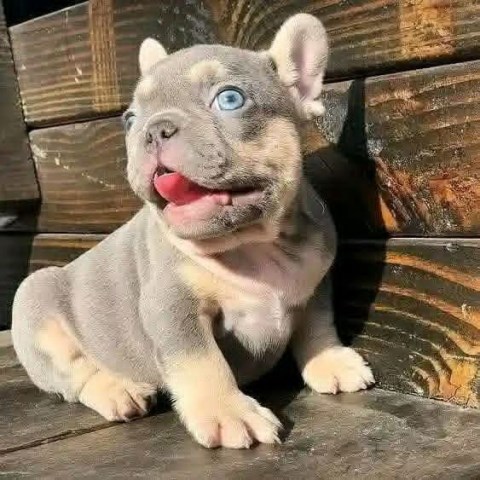 French Bulldog Stud 31980