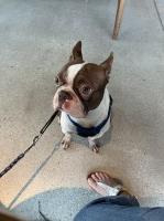 Bismar Cabrales - Boston Terrier Stud