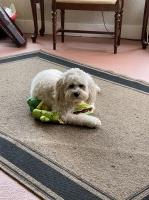 Michelle Mangels - Goldendoodle Stud