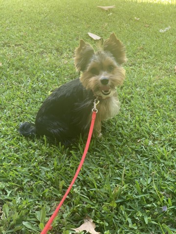 Yorkshire Terrier Stud 30312