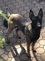 Jill Francisco - Malinois Stud