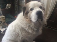 John Ravenola - Great Pyrenees Stud