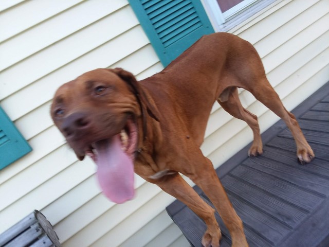 Rhodesian Ridgeback Stud 25816