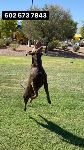 Labrador Retriever Stud 28433