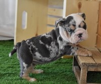 GRACELAND KENNEL English Bulldog breeder