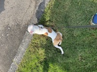 Chrissy - French Bulldog Stud