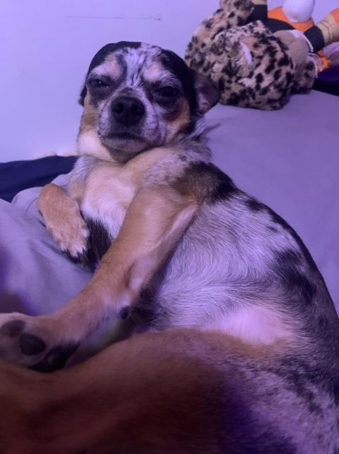 Chihuahua Stud 31917