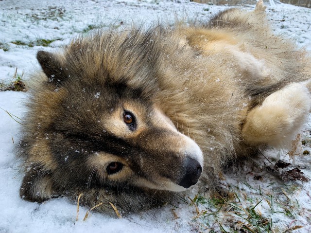 Siberian Husky Breeder 26945