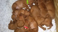 Vizsla thumbnail