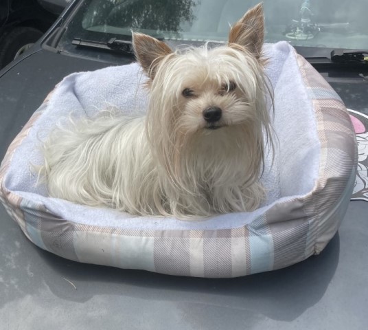 Yorkshire Terrier Stud 30547