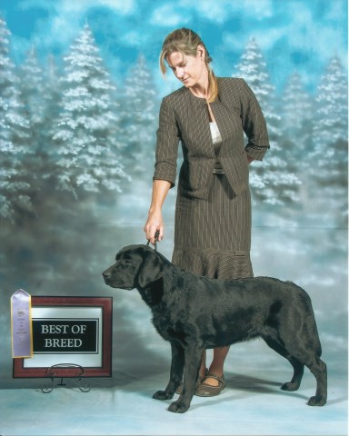 Labrador Breeders In Florida / Labrador Retriever (Lab) Breeders in