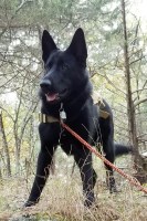 Kenzie Brayton - German Shepherd Dog Stud