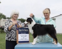 Waterfall miniature American shepherds Miniature Australian Shepherd breeder