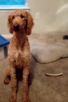 Gavyn Purdy - Goldendoodle Stud