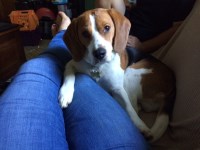 Beagle thumbnail
