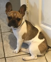 Anne Glynn - French Bulldog Stud