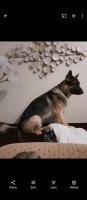 Briana Sutphin - German Shepherd Dog Stud