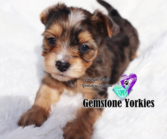Yorkshire Terrier Breeder 26502