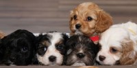 Cockapoo thumbnail