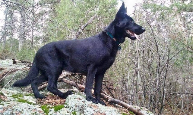 Von Schwarzwald German Shepherds