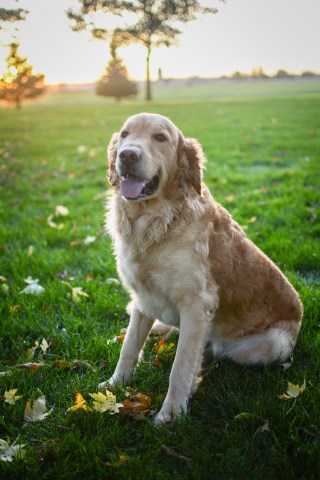 Golden Retriever Stud 25918