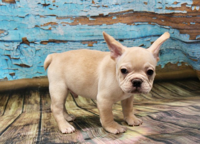 Bulldogs Of Long Island, French Bulldog Breeder in Port ...