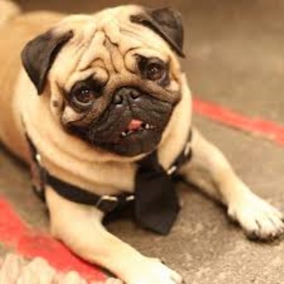 Pug Stud 29484