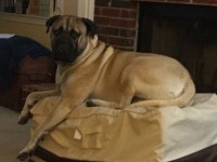 Greg White - Bullmastiff Stud