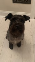 Austin Baldassano - Miniature Schnauzer Stud