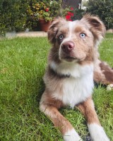 David Hughes - Australian Shepherd Dog Stud