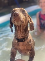 Angel Blair - Dachshund Stud