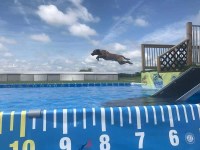 Jennifer O'Connor - Labrador Retriever Stud