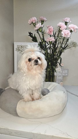 Maltese Stud 31816