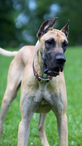 Great Dane Stud 26251