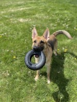 Alice Mathews - German Shepherd Dog Stud