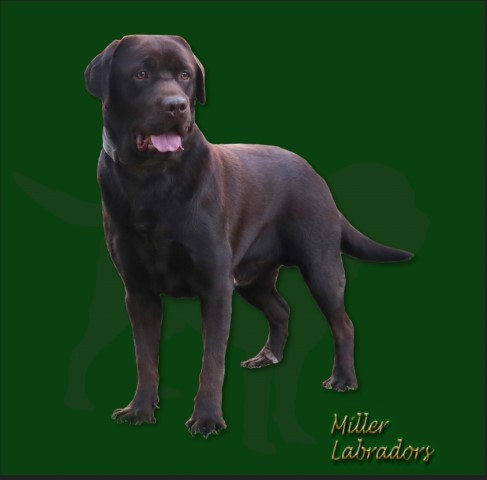 Miller Labradors