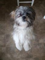 KP Pangelinan - Shih Tzu Breeder Shih Tzu breeder