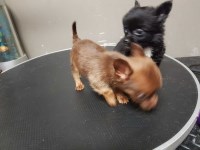 petz Chihuahua breeder